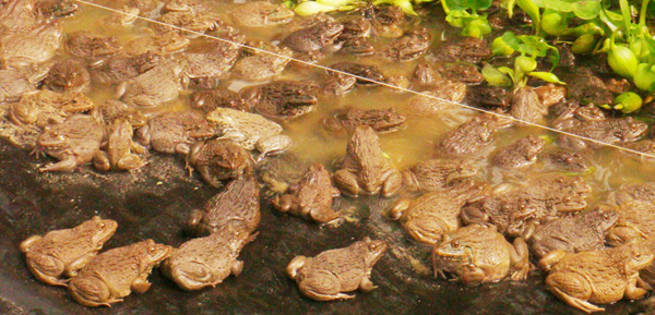 Sóc Trăng: Về quê nuôi ếch tuần hoàn theo kiểu độc lạ, cô Nam Phương khiến hàng xóm láng giềng phục sát đất - Ảnh 1.