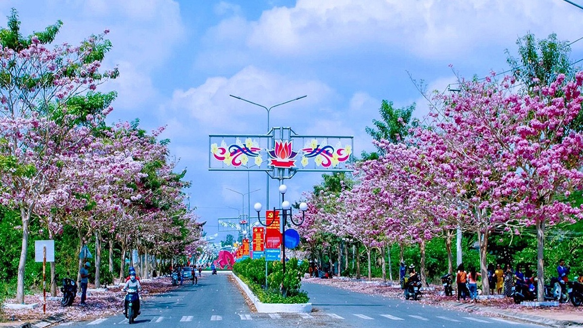 Tabebuia Rosea flower season