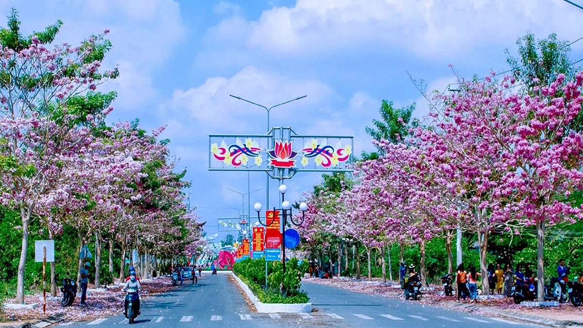 Tabebuia Rosea flower season